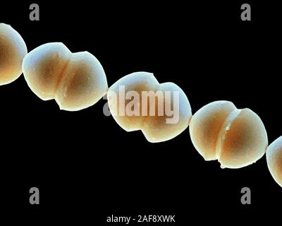 Enterococcus faecalis, SEM Banque D'Images