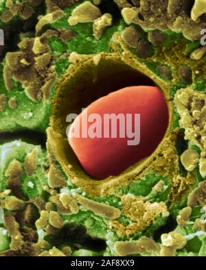 Coeur capillaire, SEM Banque D'Images