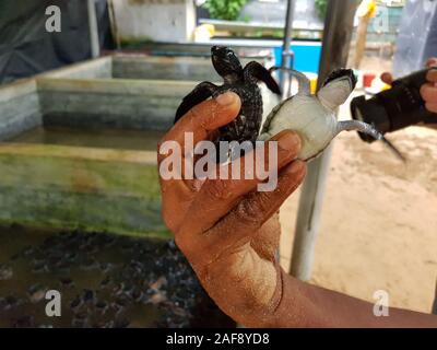 Un homme détient deux petites tortues dans sa main près de la piscine d'incubation. Libre d'une main. Ferme de tortues au Sri Lanka Banque D'Images