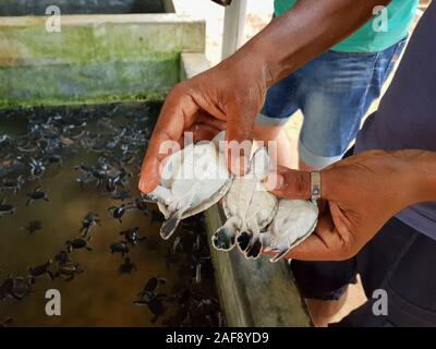 Un homme détient trois petites tortues dans sa main près de la piscine d'incubation. Libre d'une main. Ferme de tortues au Sri Lanka Banque D'Images