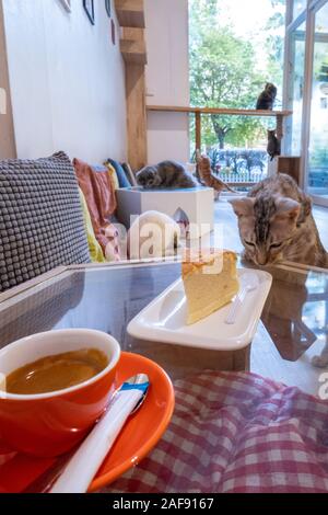 Les chats dans la Chhma cat cafe, Phnom Penh, Cambodge Banque D'Images