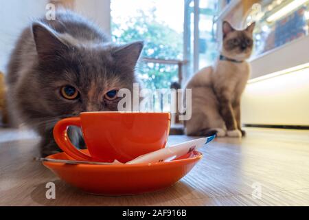 Les chats dans la Chhma cat cafe, Phnom Penh, Cambodge Banque D'Images