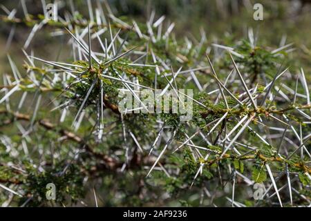 La Tanzanie. Épines d'Acacia, dans le Nord de Serengeti. Banque D'Images