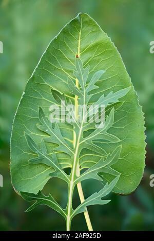 La prairie en forme de cœur feuille dock (terebinthinaceumand Silphium et à feuilles lobées de Silphium laciniatum plante (COMPAS) à l'été prairie. Banque D'Images