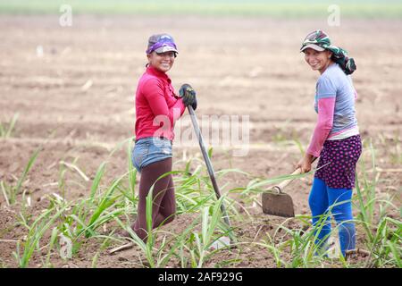 Les travailleurs de la canne à sucre de canne à la récolte dans un champ en El Salvador, en Amérique centrale Banque D'Images