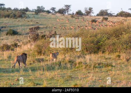 La Tanzanie. Serengeti. Homme et Femme Lion furtivement vers un troupeau d'impalas, tôt le matin. Banque D'Images