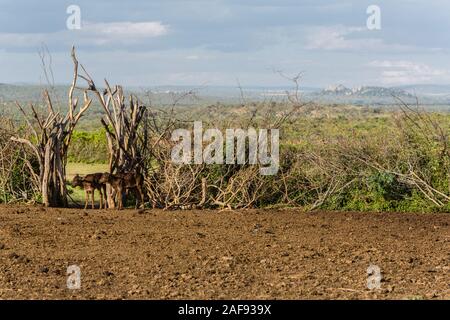 La Tanzanie. Village massaï de Ololosokwan, le bétail du Nord Corral, Serengeti. Banque D'Images