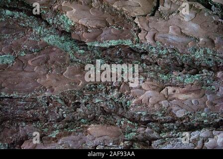 La texture en bois. Pinebark, vue en gros Banque D'Images