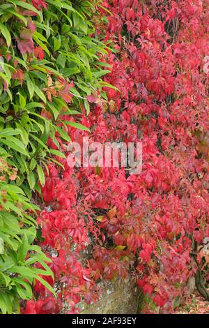 Plantes grimpantes.Parthenocissus quinquefolia; feuilles rouges à cinq pointes d'automne du super-réducteur de Virginie contrastant avec une plante d'escalade verte sur un mur.ROYAUME-UNI Banque D'Images