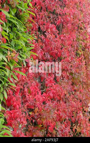 Plantes grimpantes.Parthenocissus quinquefolia; feuilles rouges à cinq pointes d'automne du super-réducteur de Virginie contrastant avec une plante d'escalade verte sur un mur.ROYAUME-UNI Banque D'Images