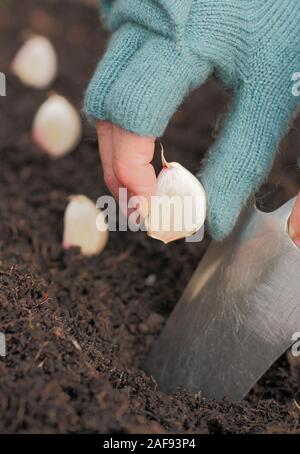 L'allium sativum 'Lautrec Wight'. La plantation d'ail dans un lit à l'automne. UK Banque D'Images