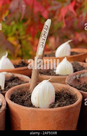 L'allium sativum 'Lautrec Wight' l'ail à col rigide. Gousses d'ensemencement dans les pots d'argile de l'automne. Jardinage en plastique. UK Banque D'Images