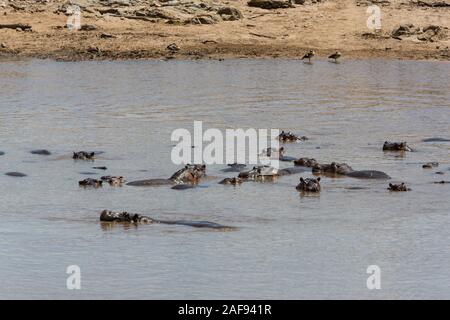 La Tanzanie. Serengeti. Hippopotames dans la rivière Mara. Banque D'Images