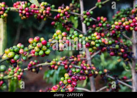 La Tanzanie, Karatu. Baies de café (cerises) croissant sur Caféier arabica, Variété, Acacia Farm Lodge. Banque D'Images