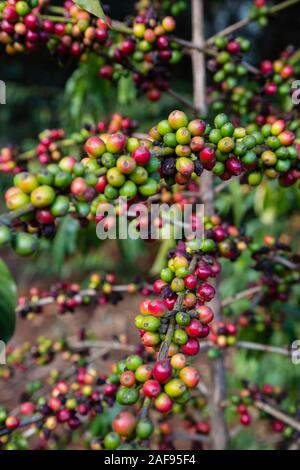 La Tanzanie, Karatu. Baies de café (cerises) croissant sur Caféier arabica, Variété, Acacia Farm Lodge. Banque D'Images