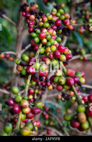 La Tanzanie, Karatu. Baies de café (cerises) croissant sur Caféier arabica, Variété, Acacia Farm Lodge. Banque D'Images