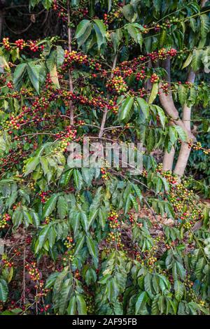 La Tanzanie, Karatu. Arbre généalogique de café aux fruits rouges (cerises), variété d'Arabica, Acacia Farm Lodge. Banque D'Images