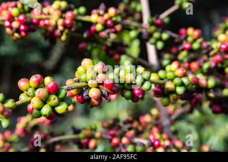 La Tanzanie, Karatu. Baies de café (cerises) croissant sur Caféier arabica, Variété, Acacia Farm Lodge. Banque D'Images