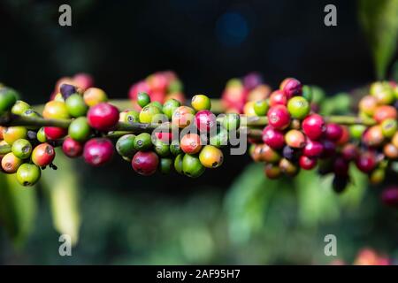 La Tanzanie, Karatu. Baies de café (cerises) croissant sur Caféier arabica, Variété, Acacia Farm Lodge. Banque D'Images