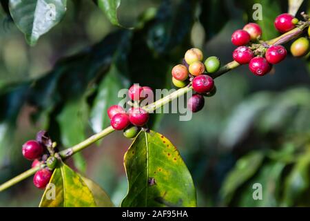 La Tanzanie, Karatu. Baies de café (cerises) croissant sur Caféier arabica, Variété, Acacia Farm Lodge. Banque D'Images