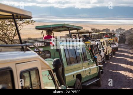 La Tanzanie. Le cratère du Ngorongoro, les véhicules alignés pour voir Lion aux côtés de la route. Banque D'Images