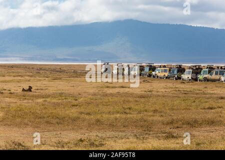 La Tanzanie. Le cratère du Ngorongoro, les véhicules de jeu fait la queue pour voir un lion. Banque D'Images