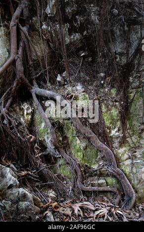 Racines de l'arbre géant sur une surface rocheuse, symbole de la vie. Banque D'Images