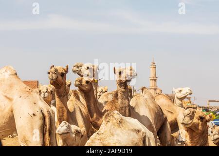 L'Afrique, l'Egypte, Le Caire, Birqash. Le 5 octobre 2018. Les chameaux au Souk al-Gamaal marché aux chameaux hebdomadaire. Banque D'Images