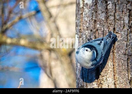 Une sittelle à poitrine blanche descend le tronc d'un arbre la tête la première dans l'hiver, comme c'est typique avec son comportement alimentaire. Alerte, l'oiseau cherche Banque D'Images
