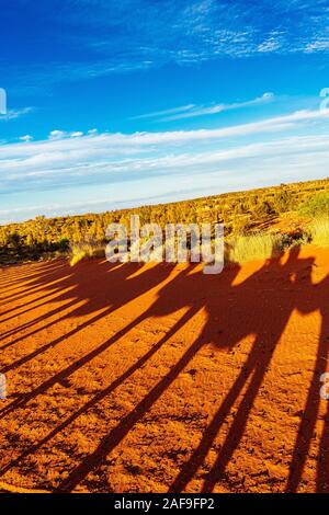 Uluru, dans le Territoire du Nord, Australie - 20 Sep 19 : coucher de soleil sur Uluru Camel tour près de Banque D'Images