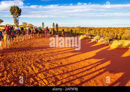 Uluru, dans le Territoire du Nord, Australie - 20 Sep 19 : coucher de soleil sur Uluru Camel tour près de Banque D'Images