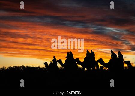 Uluru, dans le Territoire du Nord, Australie - 20 Sep 19 : coucher de soleil sur Uluru Camel tour près de Banque D'Images