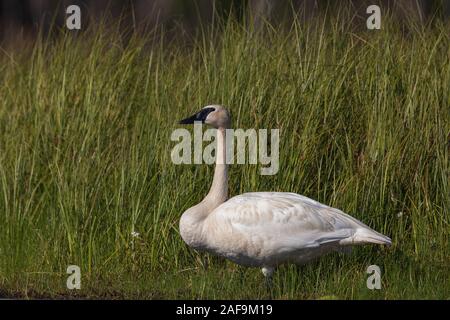 Le cygne dans le nord du Wisconsin. Banque D'Images