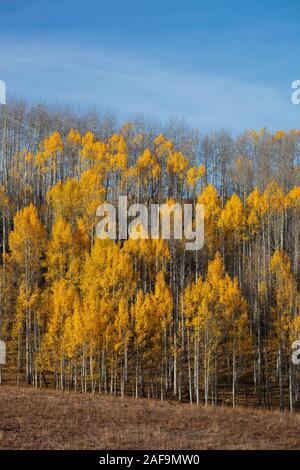 Tremble à craqueler en automne, Crested Butte, Colorado Banque D'Images