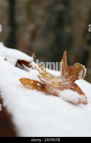 Leaf recroquevillée dans la neige Banque D'Images