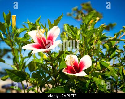 Hibiscus chinois blanc (Hibiscus rosa-sinensis) fleurs aux coeurs rouges, également connu sous le nom d'hibiscus hawaïen ou de palomon rose. Ishigaki, Okinawa, Japon Banque D'Images