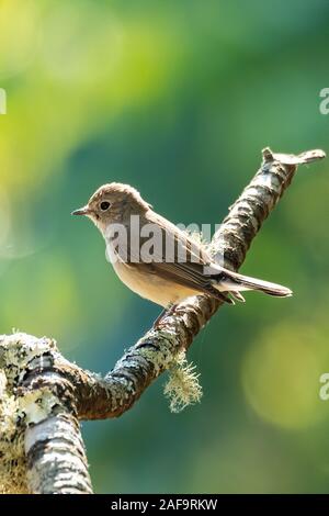 Asian Brown Flycatcher percher sur une branche d'arbre à une distance en Banque D'Images