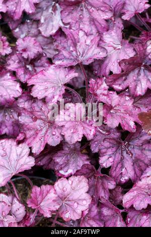 Heuchera 'Wild Rose' Banque D'Images