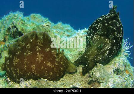 Lièvre de mer tacheté ou encrassé (lièvre de mer, Aplysia fasciata), Kas, Turquie Lykia Banque D'Images