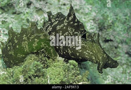 Lièvre de mer tacheté ou encrassé (lièvre de mer, Aplysia fasciata), Kas, Turquie Lykia Banque D'Images