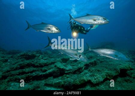 Scuba Diver et sériole, Jack Almaco, Jackfish (Seriola dumerili), Bodrum, Turquie Banque D'Images