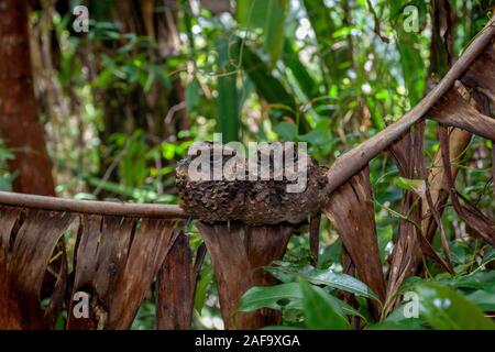 Paire de l'or (malgache madagascariensis) perché sur la branche Banque D'Images