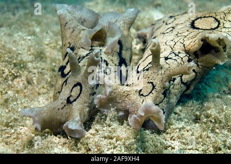 Grand-spotted, lièvre de mer le lièvre de mer tacheté (Aplysia dactylomela), paire, Kas, Lykia, Turquie Banque D'Images