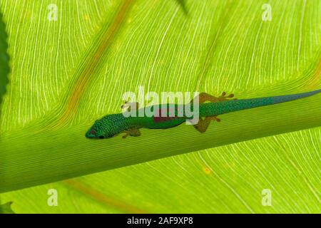 Gecko est caché sur une grande feuille tropicale, Madagascar Banque D'Images