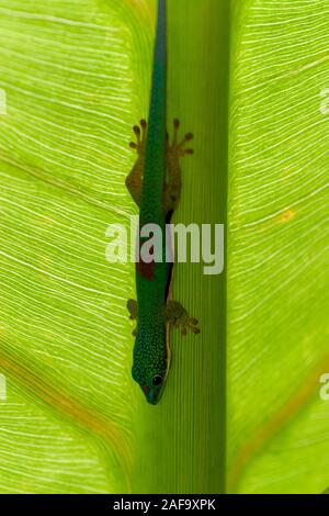 Gecko est caché sur une grande feuille tropicale, Madagascar Banque D'Images