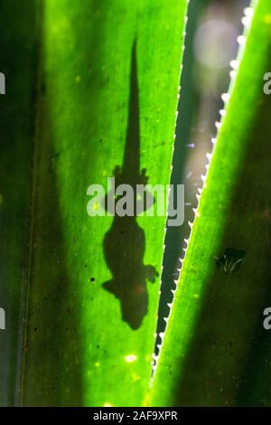 Gecko est caché sur une grande feuille tropicale, Madagascar Banque D'Images