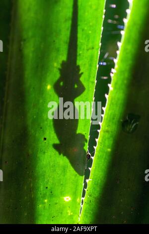 Gecko est caché sur une grande feuille tropicale, Madagascar Banque D'Images