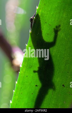 Gecko est caché sur une grande feuille tropicale, Madagascar Banque D'Images