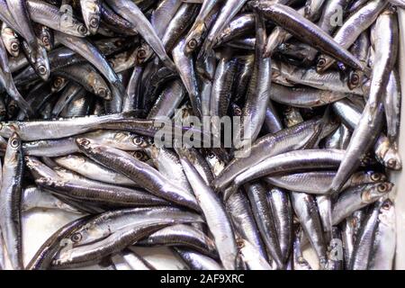 Image de tas d'anchois chassés sur banc. Banque D'Images