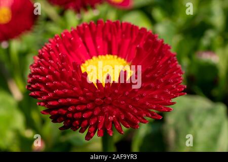 Belle fleur rouge avec un fond vert en Allemagne au printemps - Daisy Red Bellis Perennis Super Enorma Banque D'Images